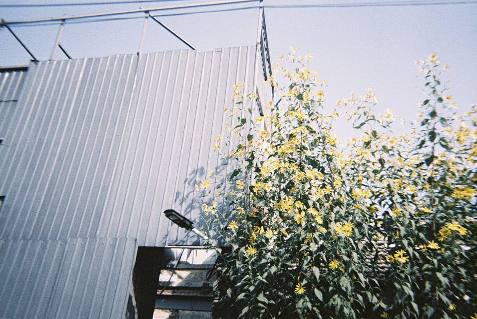 © 瓮婉清 ｜ 使用 Lomography Simple Use 易拍胶片相机（LomoChrome 大都会负片）拍摄