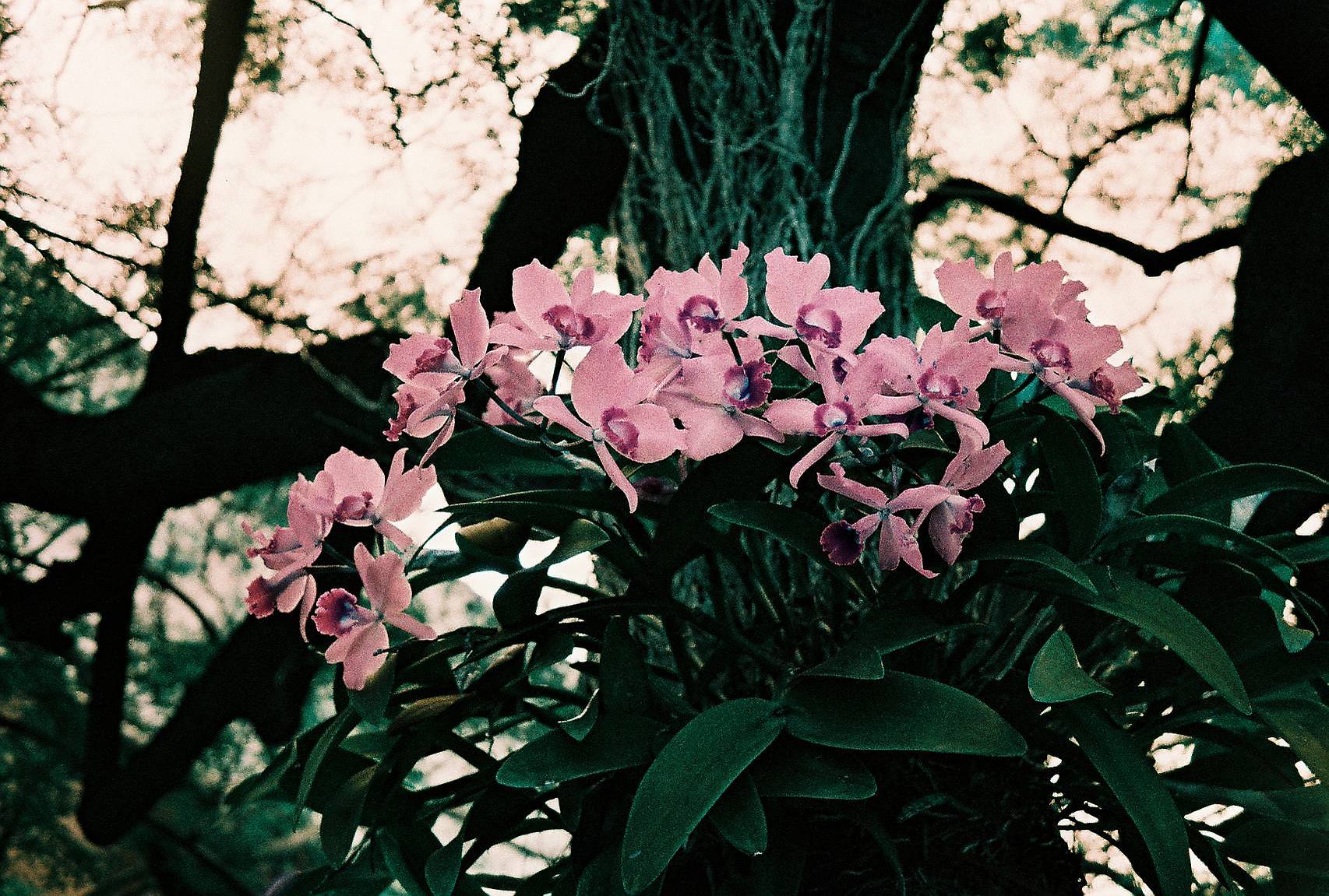 © Ronald  | Shot on LomoChrome Turquoise XR 100-400 135 绿松石胶卷
