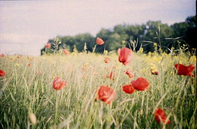 Lens: Cosinon 35mm f/2.8 · Lomography