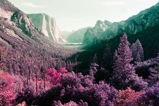 2021 LomoChrome Purple Pétillant 35 mm ISO 100–400