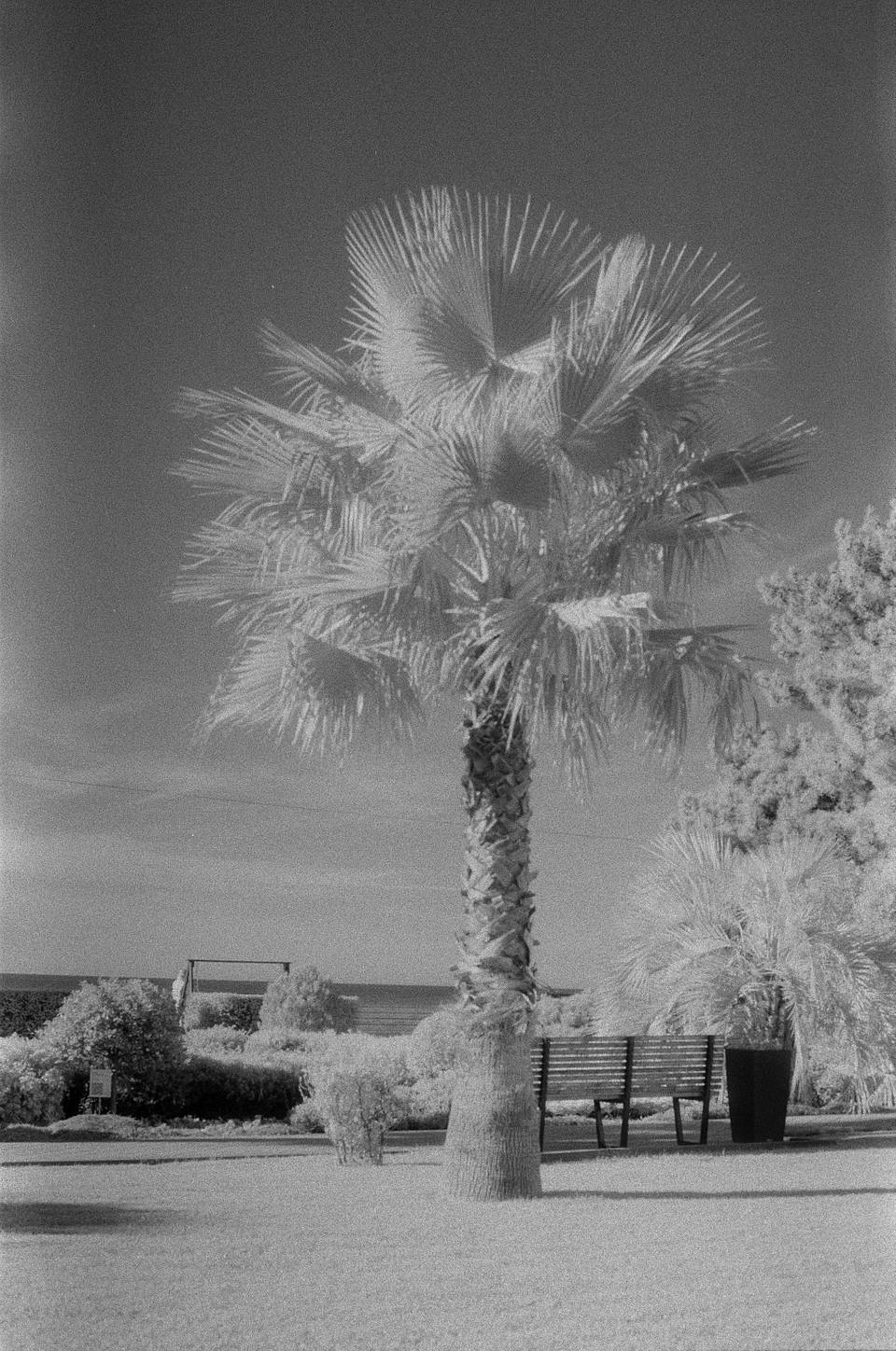 Photos by aciano | Shot with blue, green, IR, and red filters