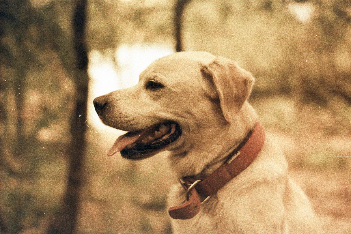 Tipster How to Shoot Expired Film · Lomography