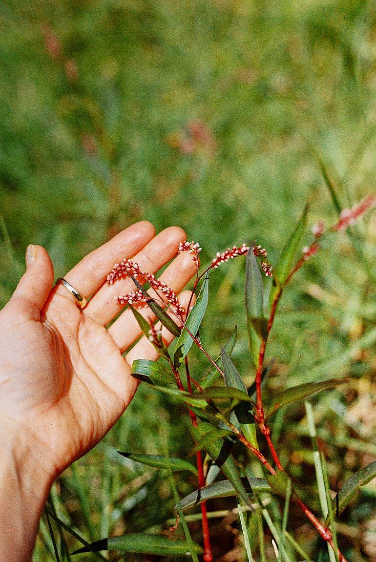 @ Isabella Rose Young | 用 LomoChrome Classicolor ISO 200 135 经典版彩色负片 拍摄