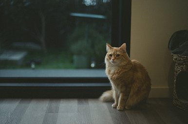フィルム: Fuji Reala Ace 100 · Lomography