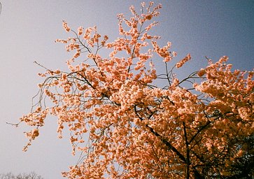 カメラ: Fuji TW-3 · Lomography