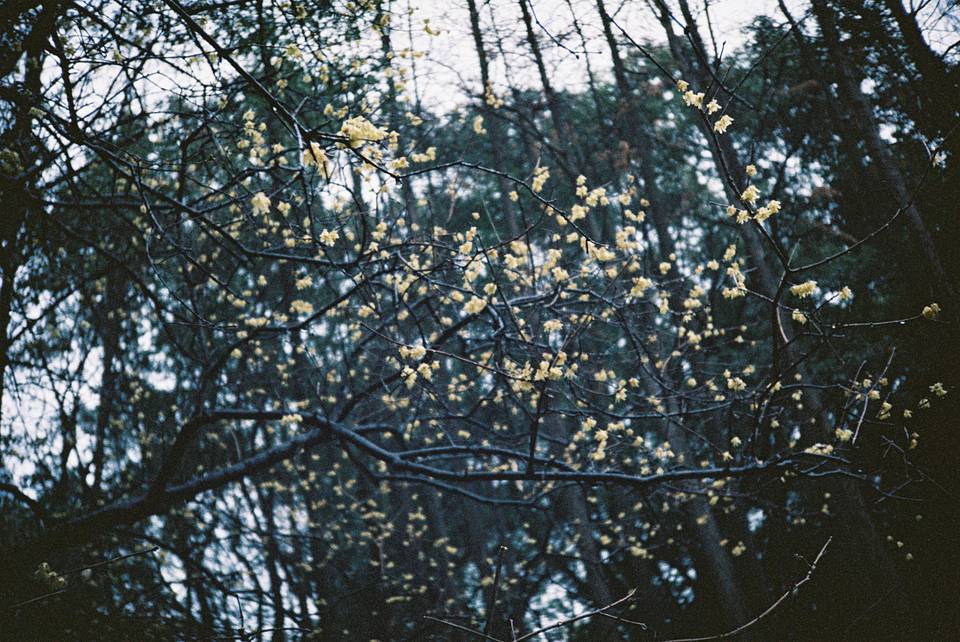 © 杨欣怡 | 使用 Lomo MC-A 135 全自动随拍胶片相机 - 经典银 &amp; LomoChrome Classicolor ISO 200 135 经典版彩色负片 拍摄