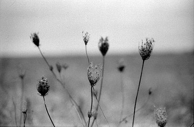 Lens: Nikkor-S Auto 50mm f/1.4 · Lomography