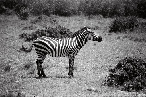 Around the World in Analogue: Through Kenya's Safari