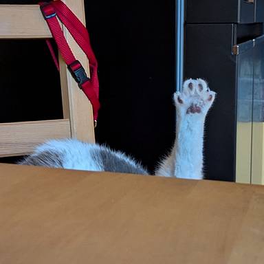 slaughterkittie