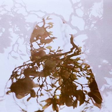 arboreum