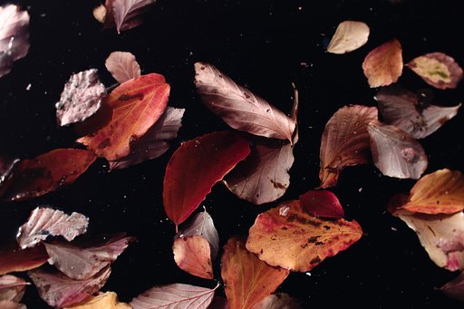La série Dead Leaves In Cosmos d'Amaury Voslion au Daguerreotype Achromat 2.9/64