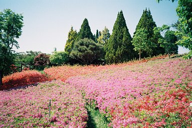 ⌘完動品！ 電池付き、作例あり！ Canon Autoboy F⌘ カメラ: Canon Autoboy F · Lomography