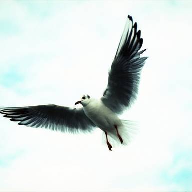 sydseagull