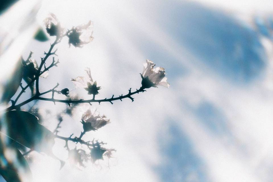 © libra_wong_ch | Daguerreotype Achromat 2.9/64 柔焦镜头