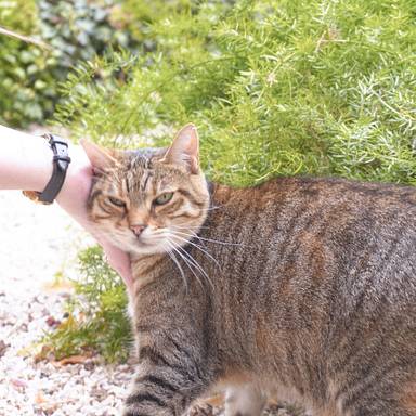 catriel