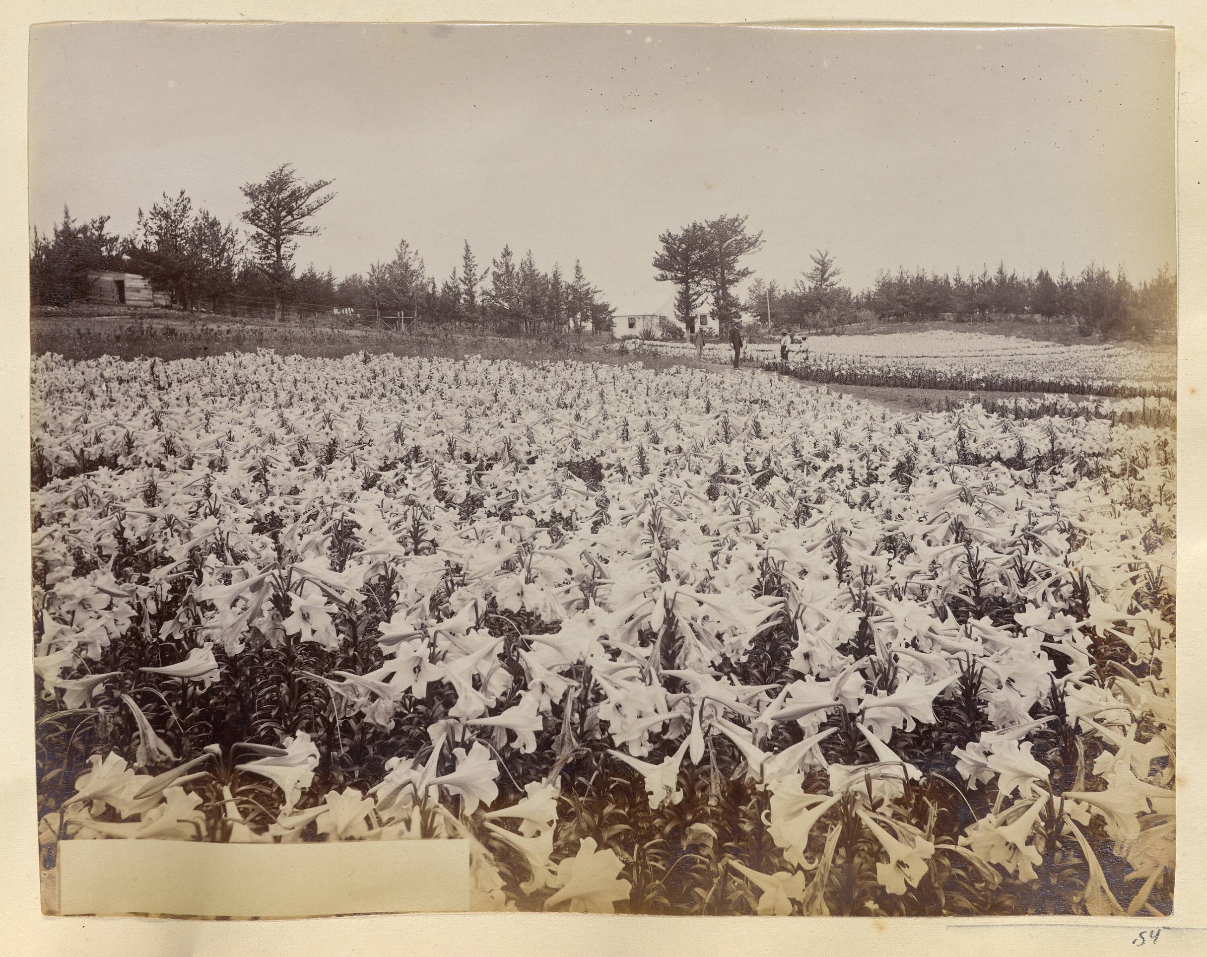 Lillies” by analoguearchive · Lomography
