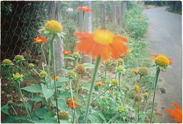 カメラ: Nikon L35AD · Lomography