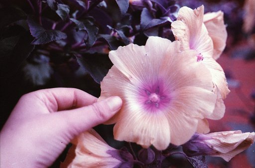 Garden Delights in LomoChrome—Photos by @urbantristesse
