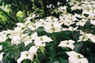 Lens: Yashica Yashinon-DX 50mm f1.4 · Lomography