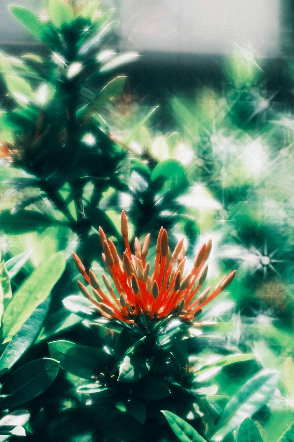 © libra_wong_ch | Daguerreotype Achromat 2.9/64 柔焦镜头