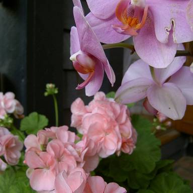 orchid-and-pelargonium