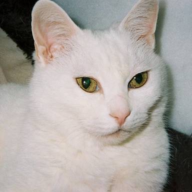 kanitamaneko