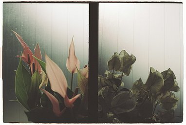 Lens: Olympus G.Zuiko Auto-S 40mm f/1.4 · Lomography