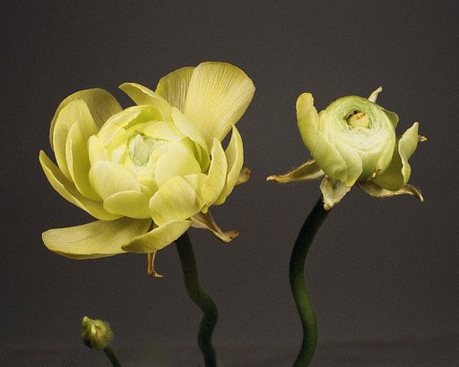 Flowers In Focus: The Subtle Still Life Photography of Marc Gregory