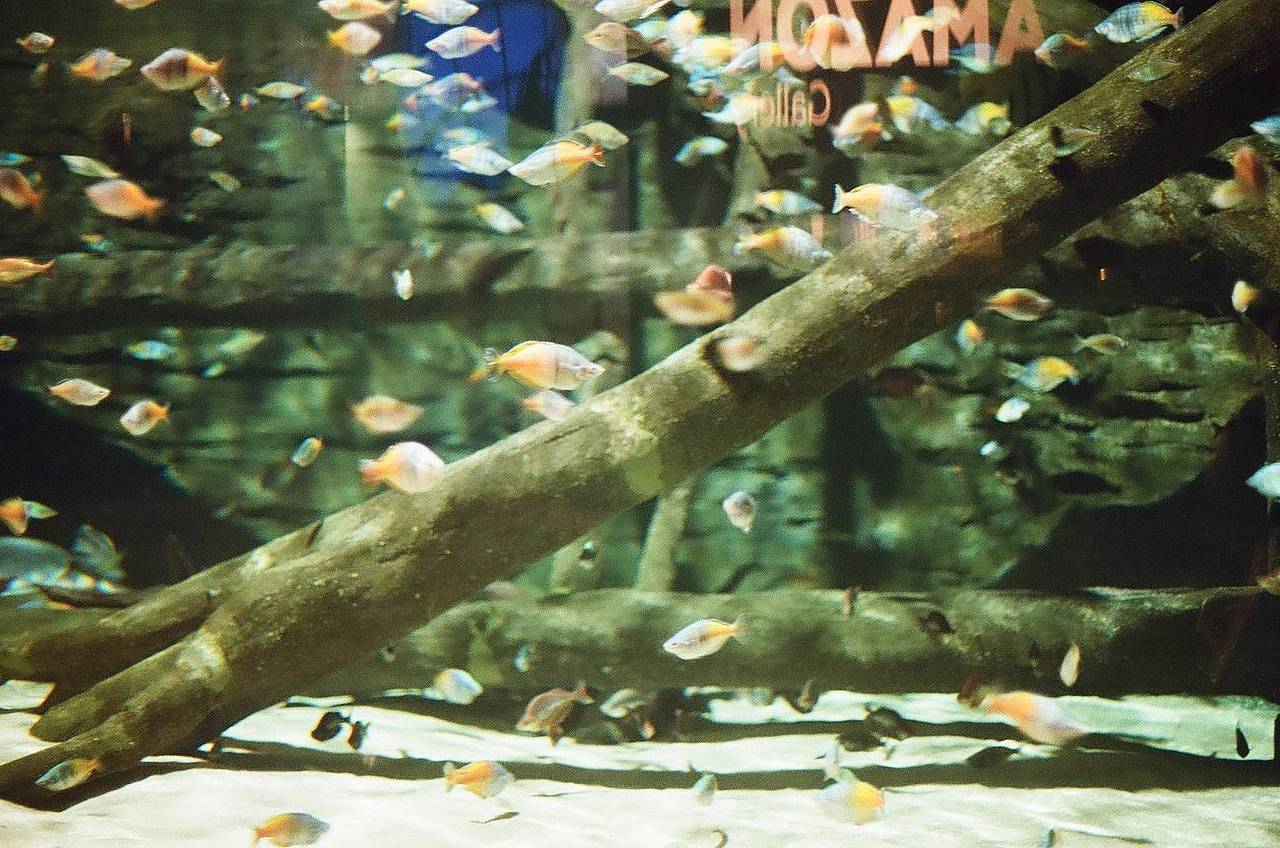 温哥华水族馆 作为加拿大规模最大的水族馆，这里栖息着超过 65,000 只海洋生物。从亚马逊雨林到加拿大水域的各类物种在此汇聚，堪称午后探访的理想之地。带上你的 Fisheye No.2 135 第二代鱼眼胶片相机，捕捉水生生物充满趣味的独特视角吧！(Photo by ngocdo9520 )