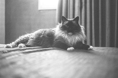 Film: Kodak Tri-X 400 pushed to 1600 · Lomography