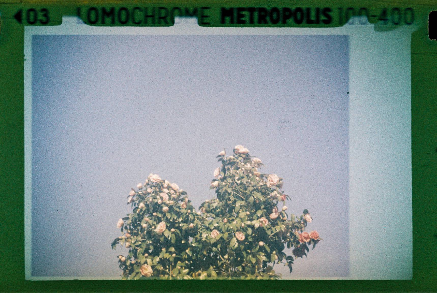 手のひらに広がる大きな110の世界 - ありあ · Lomography