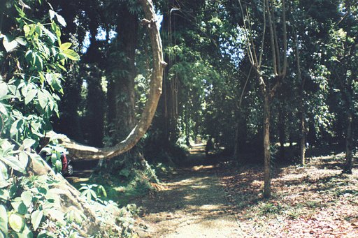 The Color of Nature: Kebun Raya Bogor