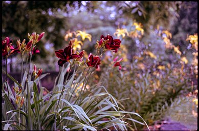 Lens: Konishiroku Hexanon 48mm F2 · Lomography