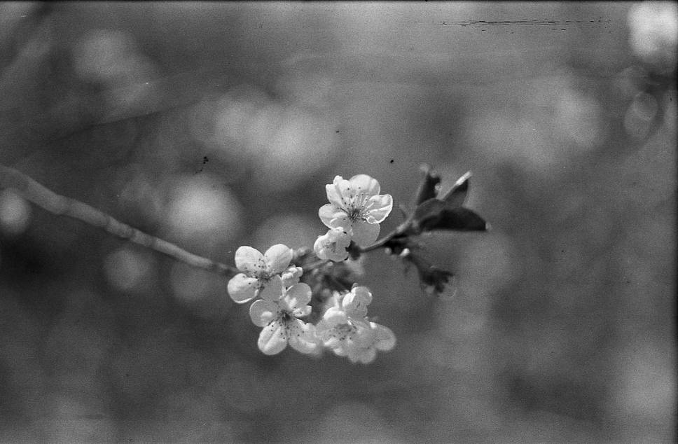 Credits: alessandroma93, stratski, why-yu, &amp; smolda | Developed using caffenol