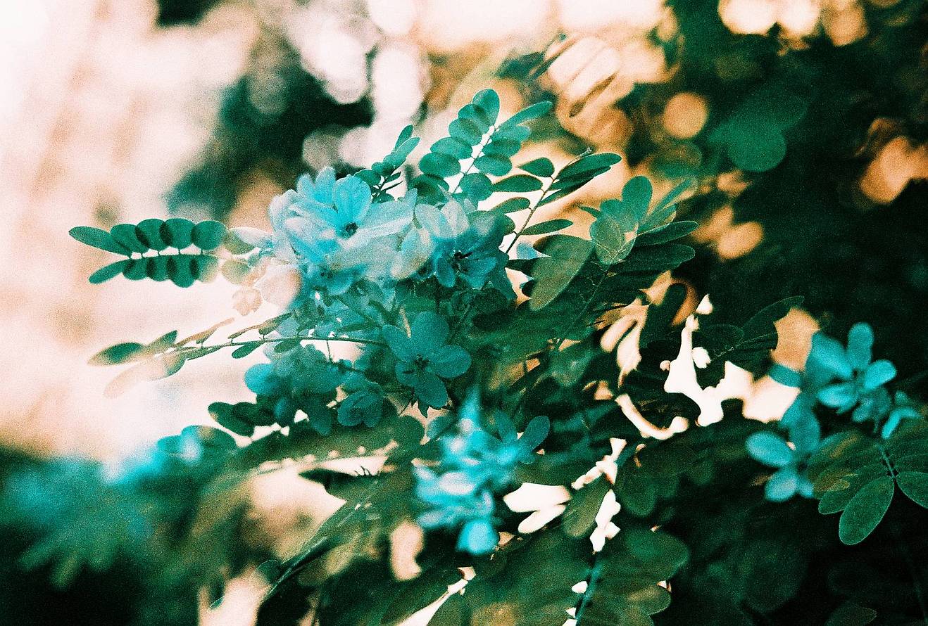 © pppppfilm |【 LomoChrome Turquoise XR 100-400 135 绿松石胶卷 】&amp;【 LomoChrome Purple ISO100-400 110 紫调负片胶卷 】&amp;【 LomoChrome Metropolis ISO 100–400 135 大都会胶卷－2021 新配方 】