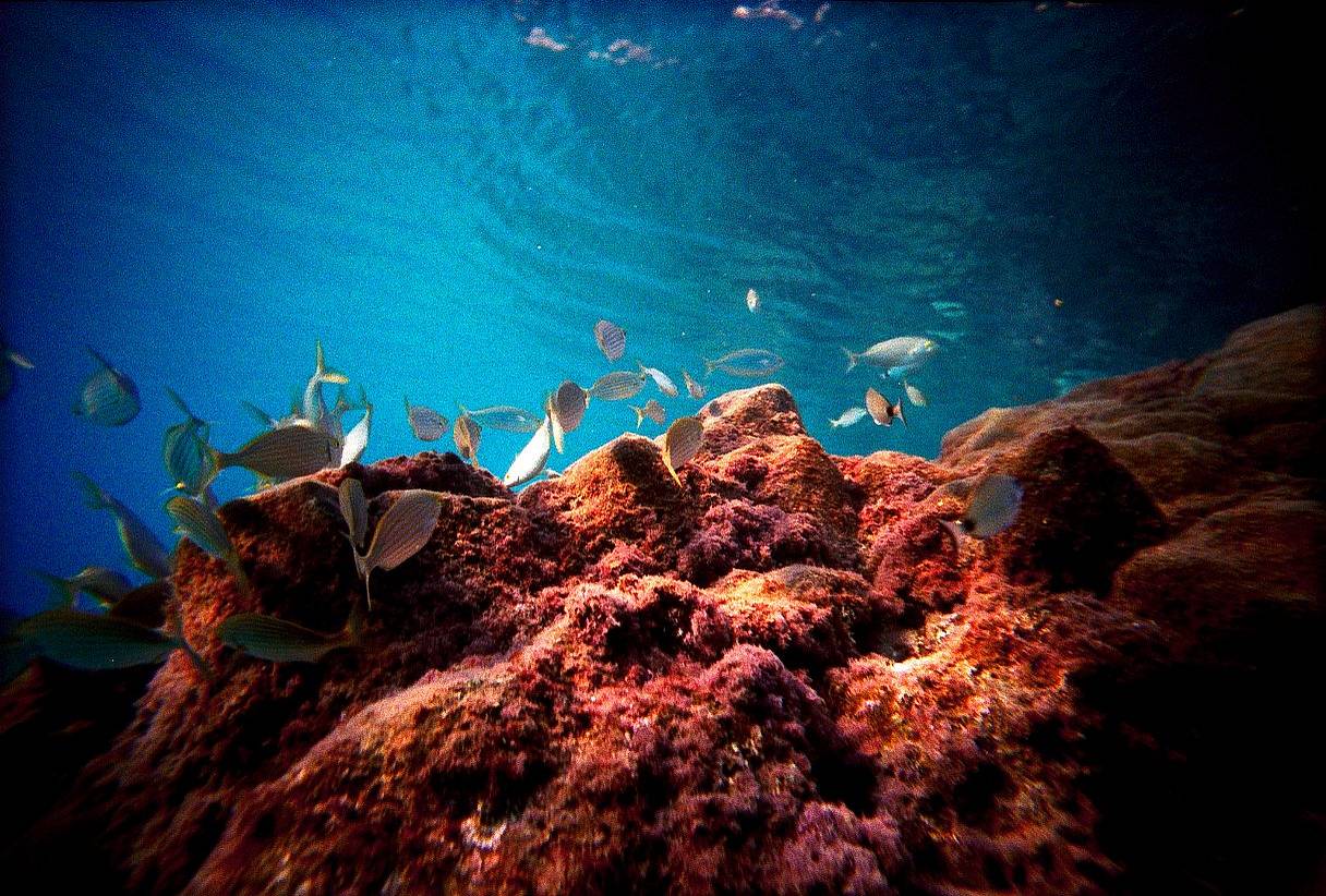 Ocean Explorer