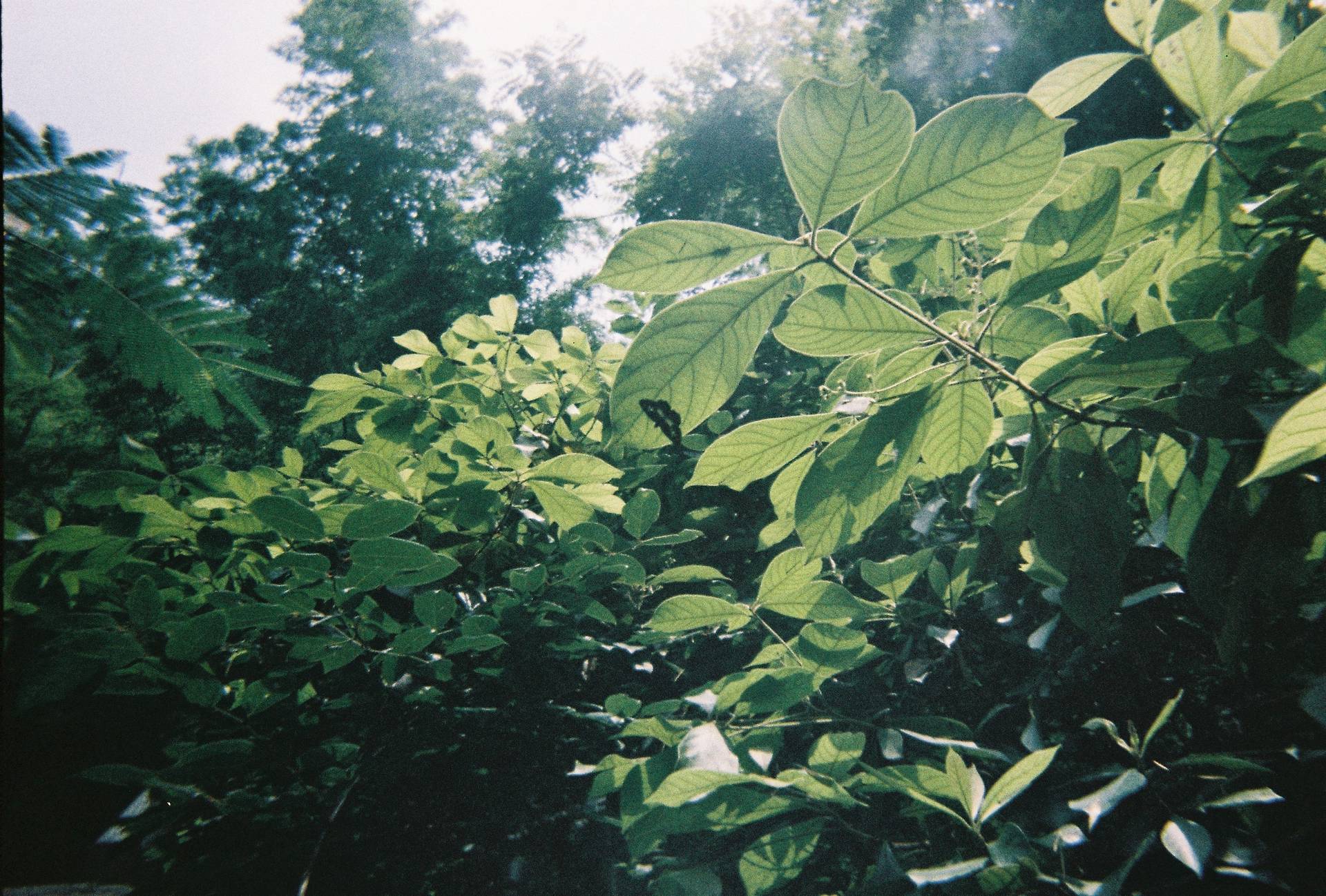 由 Demian 使用Simple Use Camera 拍摄