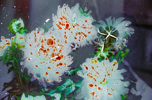 Mordançage in Color: An Experimental Project by Max van der Wal