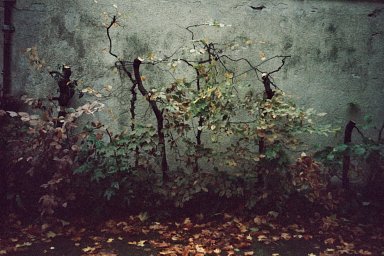 カメラ: Nikon Zoom 310 AF · Lomography