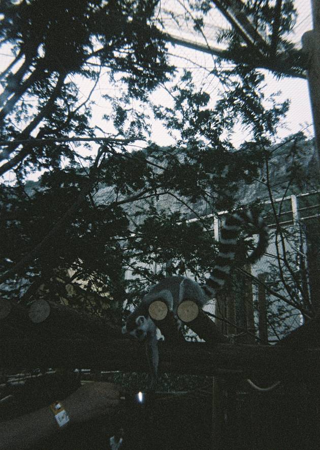 © 蒋旭妍 ｜ 使用 Lomography Simple Use 易拍胶片相机（LomoChrome 大都会负片）拍摄