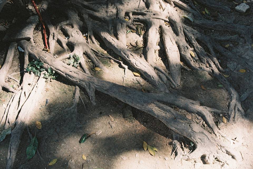 © YE | Shot on LomoChrome Color '92 ISO 400 135 日落版