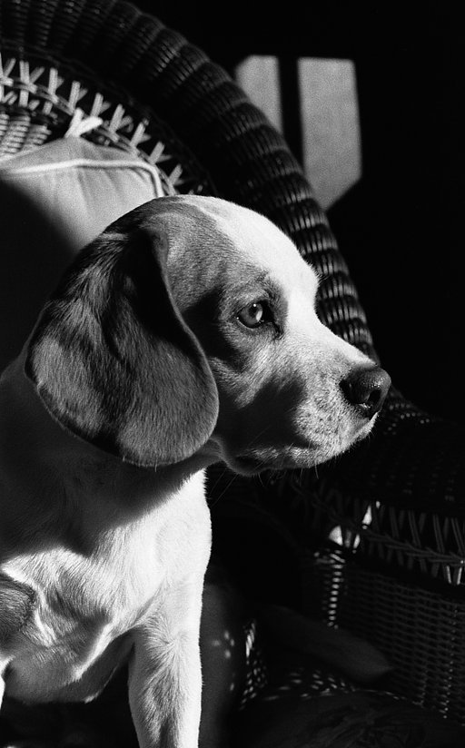Super High Contrast Black and White Images