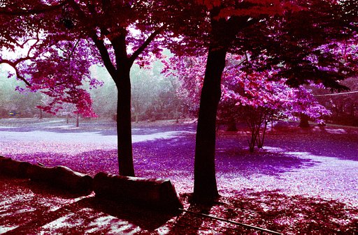 LomoChrome Purple: Your Questions, Answered