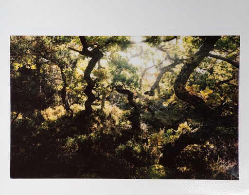 Capturing Autumn in Swedish Woodlands: Oscar Persson takes the LomoGraflok on a Walk