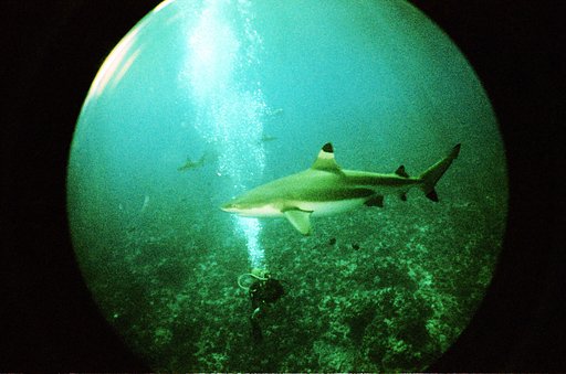 Diving with Sharks at Miri-Miri
