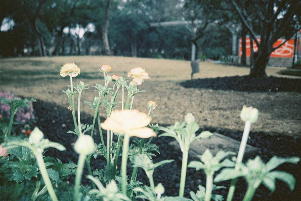 © 黄媛媛 | 使用 Lomo MC-A 135 全自动随拍胶片相机 - 经典银 &amp; LomoChrome Classicolor ISO 200 135 经典版彩色负片 拍摄