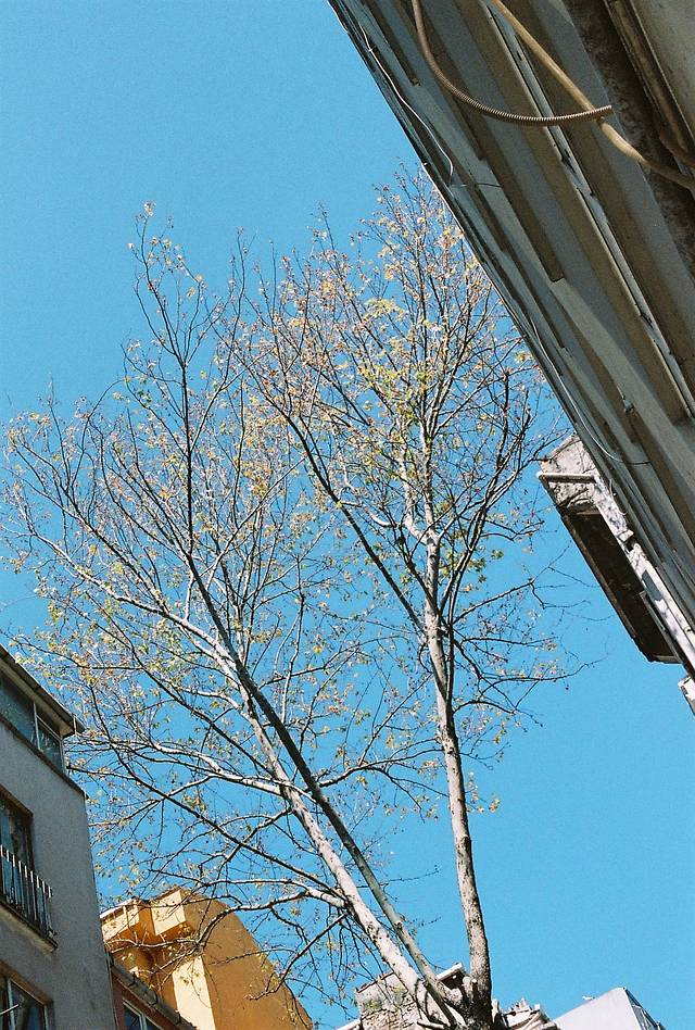 © 养乐多 &amp; 冇毛猫 | 使用 Lomography ISO 800 135 彩色负片胶卷拍摄