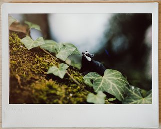 Lens: Schneider Kreuznach Symmar 210mm F/5.6 · Lomography
