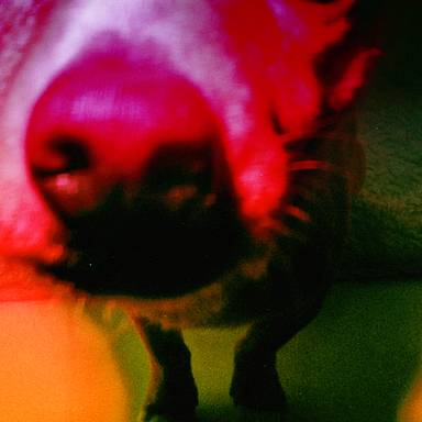 lomo-art