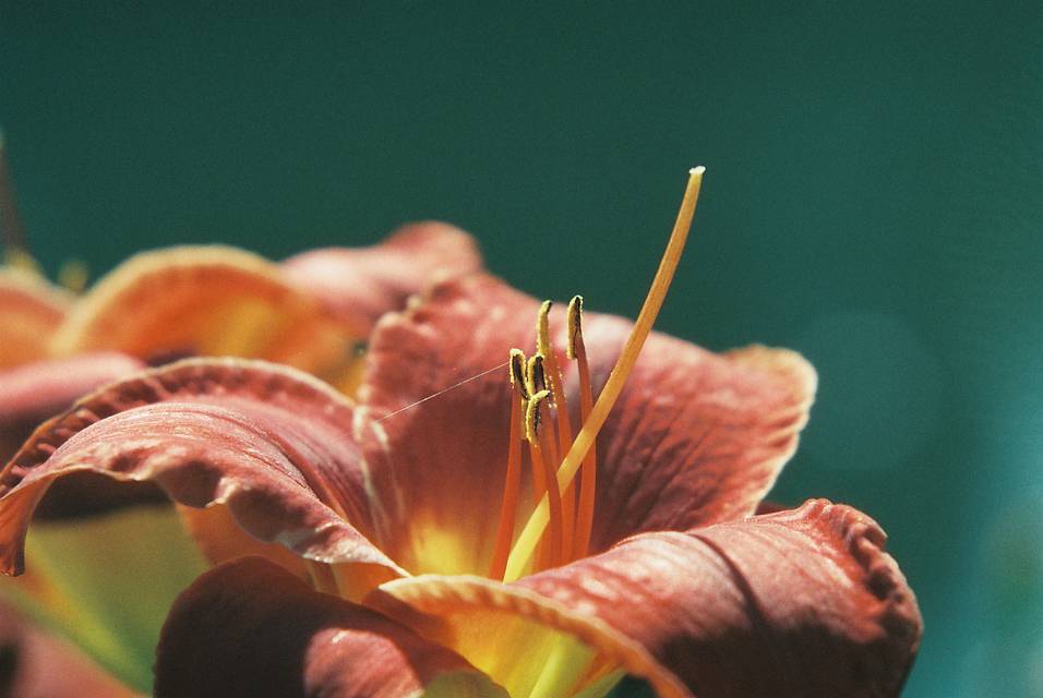 感谢你们提供照片：cfehse, sierravictor, amsiglela_yallehei, koduckgirl, grazie, mlchaelbexley, hodachrome